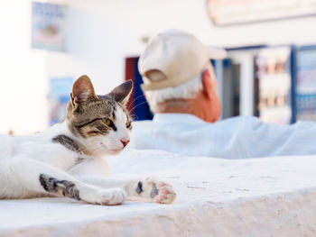 Wild stray cat on the oia town street on the island santorini, cyclades, greece