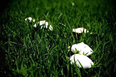 Close-up of white mushroom growing on field
