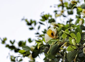 Close-up of flowering plant