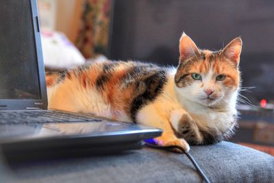 Close-up portrait of a cat