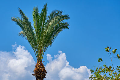 Low angle view of palm tree against blue sky