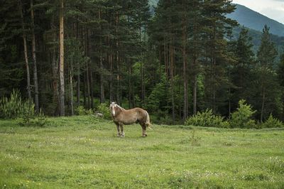 Sheep in a forest