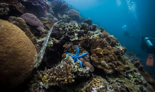 The  underwater view at the wall