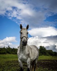 Horse on field against sky