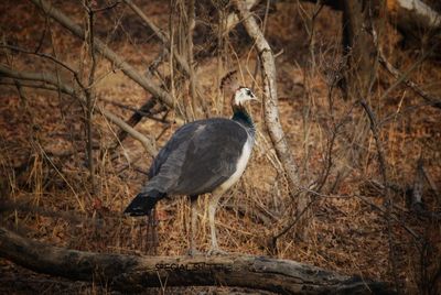 High angle view of gray heron perching on bare tree