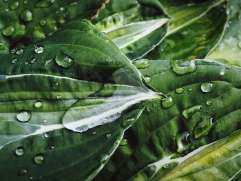 Close-up of raindrops on leaves