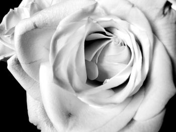 Close-up of rose flower