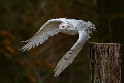 Close-up of eagle flying