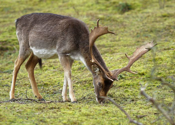 Deer in a field