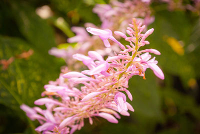 Close-up of pink flowering plant