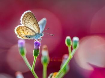 Close-up of butterfly pollinating on flower