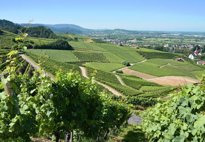 Scenic view of rural landscape