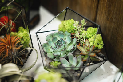 High angle view of potted plant