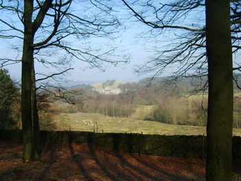 Bare trees in forest against sky