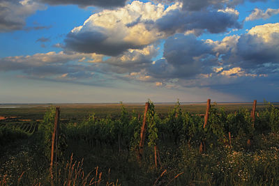 Scenic view of field against cloudy sky