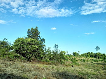 Trees on field against sky