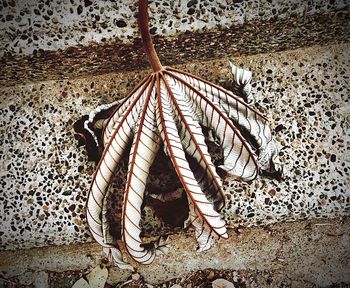 Full frame shot of leaf