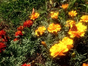 High angle view of marigold flowers on field