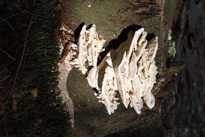 Close-up of animal skull on tree trunk