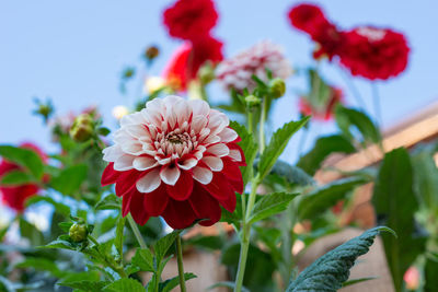 Close-up of red flowering plant in park