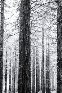 Full frame shot of bare trees in forest