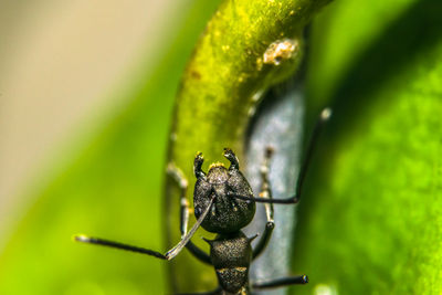 Macro shot of black ant on plant