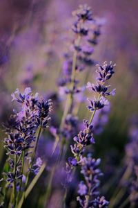 Close-up of lavender flowers