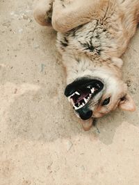 Dog looking at camera