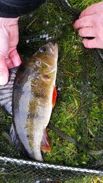 Close-up of hand holding fish