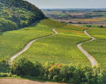 High angle view of agricultural field