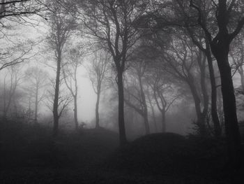 Bare trees in forest