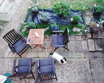High angle view of dog in backyard