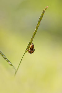 Close-up of insect on plant