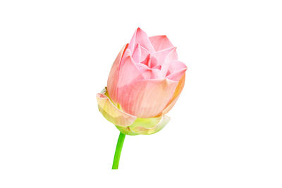 Close-up of pink rose against white background