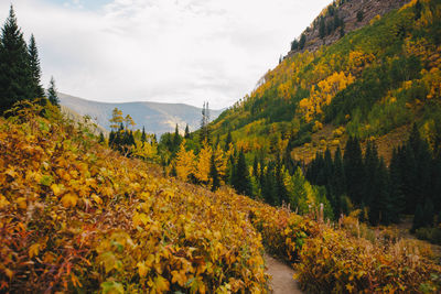 Scenic view of trees and mountains during autumn