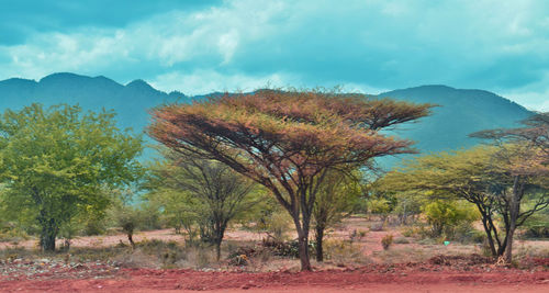 Trees on landscape against sky