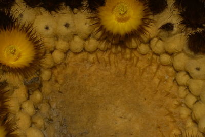 Full frame shot of yellow flowers