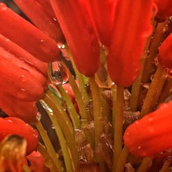 Close-up of plant against blurred background