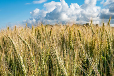 Scenic view of wheat field against sky