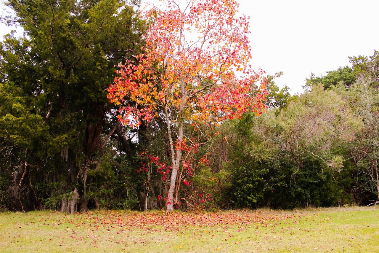 tree, growth, autumn, beauty in nature, tranquility, tranquil scene, change, nature, season, scenics, field, landscape, grass, branch, flower, green color, lush foliage, clear sky, sky, red