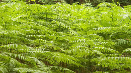 vegetation