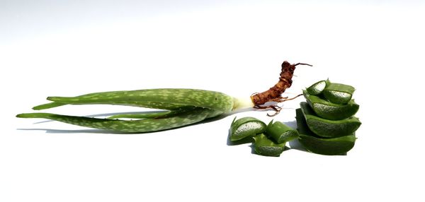 Close-up of chili pepper against white background