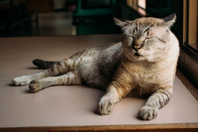 Close-up of a cat resting on table