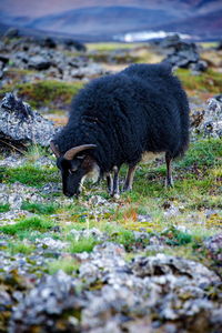 Close-up of sheep grazing on field