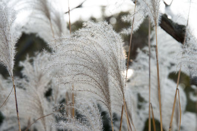 Close-up of plants during winter