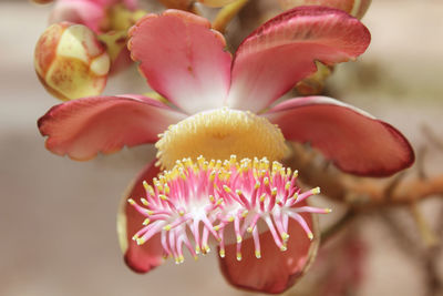 Close-up of pink flowering plant