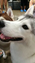 Close-up of dog looking away