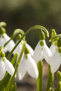 Close-up of white flowering plant