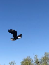 Low angle view of bird flying against clear blue sky