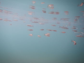 View of fish swimming in sea